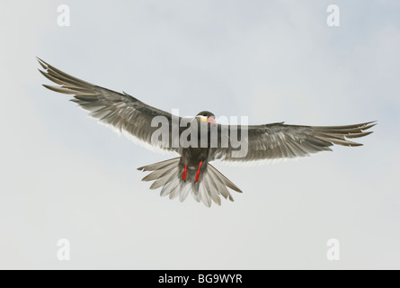 Inca Tern (Larosterna inca) In Flight, Pucusana, PERU Stock Photo