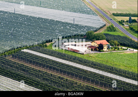 Intensive agriculture in the River Po delta, near Saluzzo, Turin, Italy. Peach orchards growing under protective plastic Stock Photo