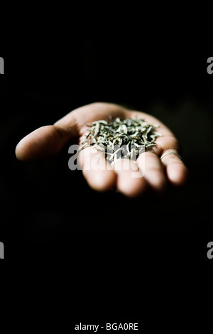 Silver tips imperial is the most expensive tea brand at Makaibari tea estate, Darjeeling, India Stock Photo