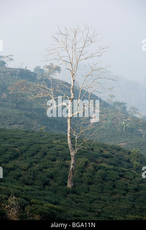 Maikabari tea estate's tea plantations lie at 1200 meters altitude near Darjeeling, India Stock Photo