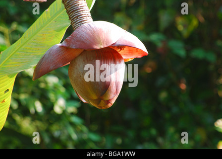 Ensete superba, Kalluvazha plant Stock Photo