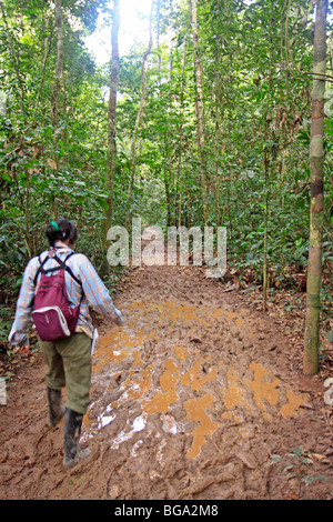 tour guide walking along a muddy path near Refugio Amazonas, Tambopata National Reserve, Amazon Area, Peru, South America Stock Photo
