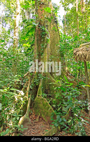 Ironwood Tree Amazon Rain Forest Near Ahuano Mishuallí Ecuador Stock 