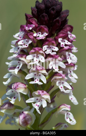 Burnt Orchid (Neotinea ustulata) Stock Photo