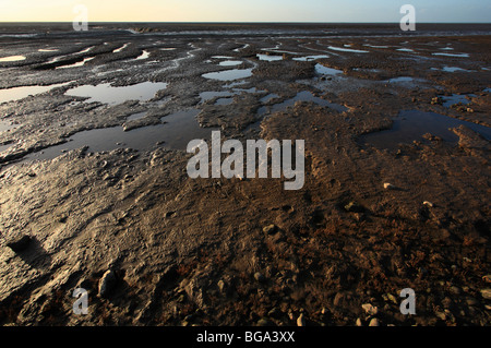 A view over the mud flats of The Wash at Snettisham on the Norfolk coast. Bird footprints are visible in the foreground. Stock Photo