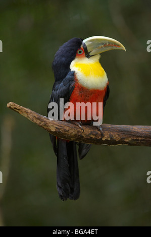 Red-breasted Toucan, Ramphastos dicolorus, BIRDS PARK, FOZ DO IGUACU, Brasil, South America Stock Photo