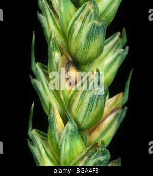 Head scab or ear blight (Fusarium poae) infected grain on wheat ears Stock Photo