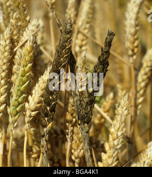 Sooty mould (Cladosporium sp or Alternaria sp.) on wheat ears Stock Photo