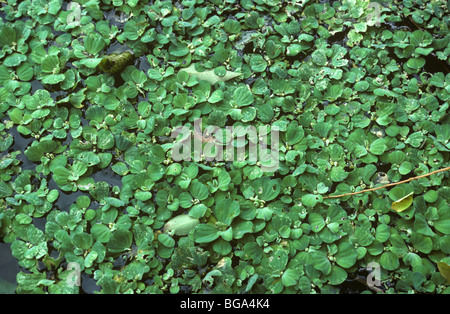 Water lettuce (Pistia stratiotes) floating aquatic plants, Thailand Stock Photo