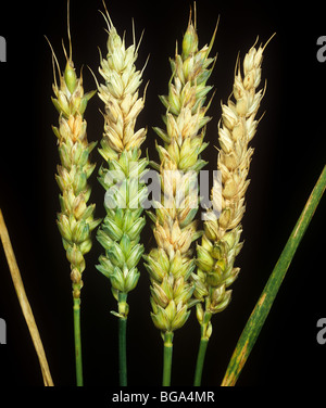 Head scab or ear blight (Fusarium sp.) infected wheat ears Stock Photo