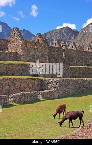 Machu Picchu, Peru, South America Stock Photo