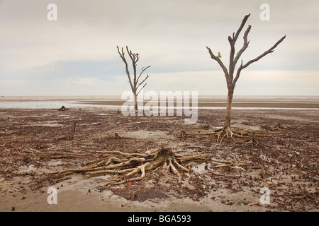 Desolate mangrove swamp with dead tree stumps, off the West coast of Malaysia. Stock Photo