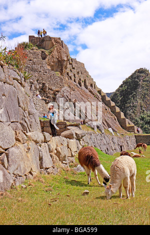 llamas at Machu Picchu, Peru, South America Stock Photo