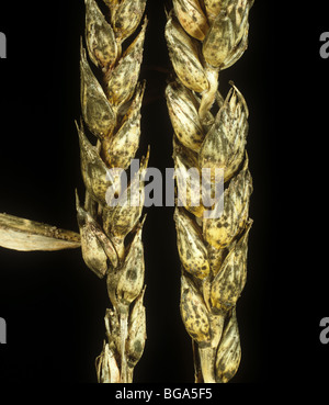 Sooty mould (Cladosporium sp or Alternaria sp.) on wheat ears Stock Photo