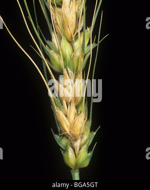 Head scab or ear blight (Fusarium sp.) infected grain on bearded wheat ear Stock Photo