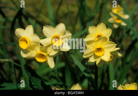 Narcissus "Minnow" in flower in spring Stock Photo