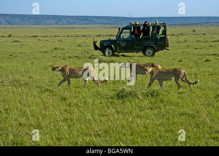 Tourists photographing three cheetah brothers, Masai Mara, Kenya Stock Photo