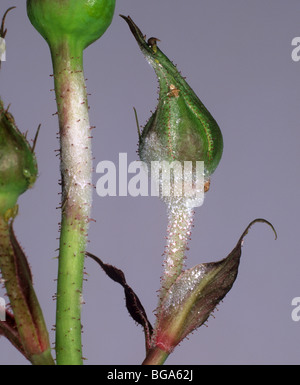Powdery Mildew (Sphaerotheca pannosa) on rose buds and peduncles Stock Photo