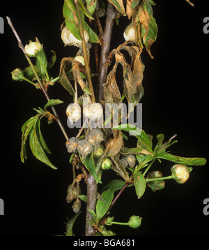 Blossom wilt (Monilinia laxa) diseased flower buds on Prunus glandulosa Stock Photo