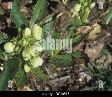 Hellebore leaf spot (Microsphaeropsis hellebori) on garden hellebore plant Stock Photo