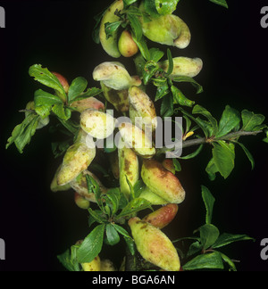 Pocket plum (Taphrina pruni) diseased misshapen wild plum fruit Stock Photo