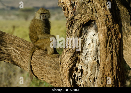 Olive baboon sitting in tree, Samburu, Kenya Stock Photo