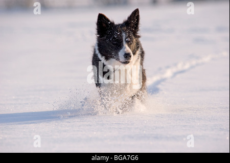 Border collie dogs in snow Stock Photo