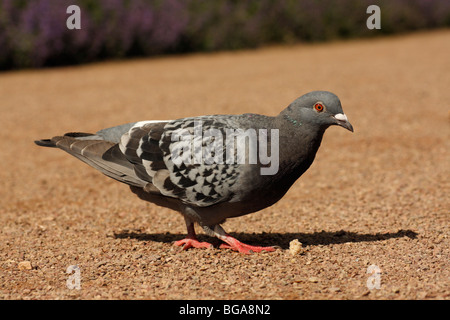 Feral Pigeon, Columba livia domestica Stock Photo