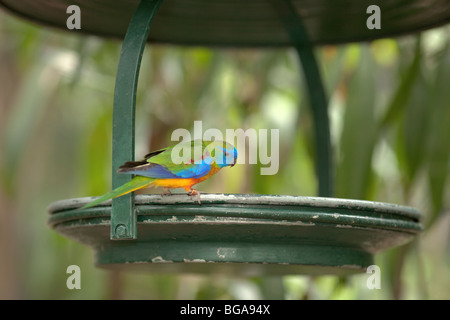 A single turquoise parrot standing on the edge of a bird feeder. Stock Photo