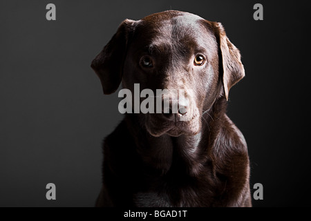 Low Key Shot of a Nervous Looking Chocolate Labrador Stock Photo