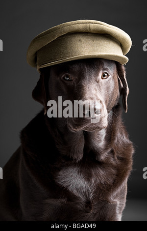 Shot of a Chocolate Labrador in Army Hat Stock Photo