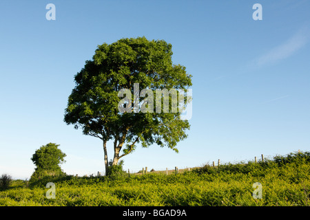 ASH TREE, Fraxinus excelsior, in a hedgerow in summer, U.K. Stock Photo