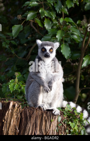 Adult ring-tailed lemur (lemur catta) enjoying the sun Stock Photo