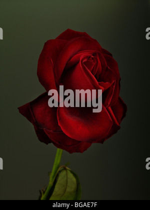 Red Rose Stock Photo