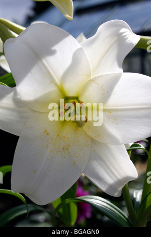 LILIUM WHITE HEAVEN. CLOSE UP Stock Photo