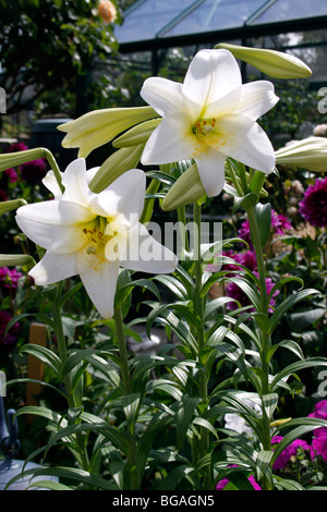 LILIUM WHITE HEAVEN. CLOSE UP Stock Photo