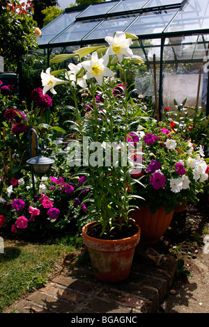 POT GROWN LILIUM WHITE HEAVEN. LILY. Stock Photo