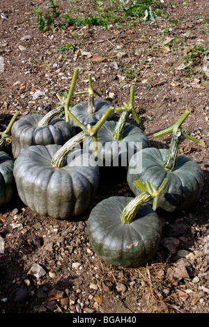 HARVESTED QUEENSLAND BLUE PUMPKINS. CUCURBITA. Stock Photo