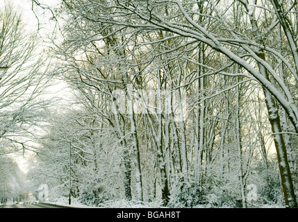 Snow Covered Roadside Woodland Stock Photo
