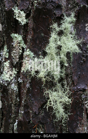 Fruticose lichen, Usnea sp., and unidentified foliose lichens on the bark of a pitch pine, Pinus rigida. Cape Cod, Massachusetts Stock Photo
