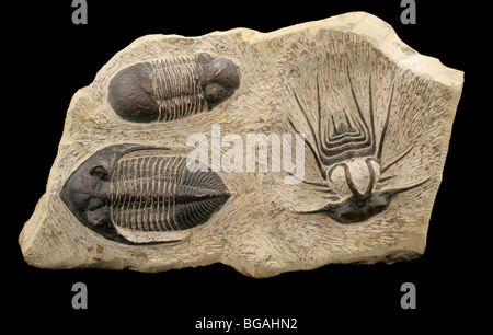 Casts (most likely) of three trilobite species from the Devonian. Stock Photo
