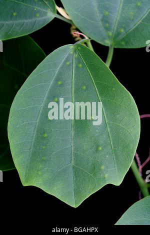 Yellow spots mimicking eggs of Heliconia butterflies on the leaf of a passion flower plant, Passiflora helleri. Stock Photo