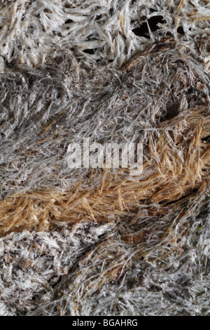 High-magnification macro photograph of wood fibers in a yellow jacket's nest (Vespula vulgaris). Stock Photo