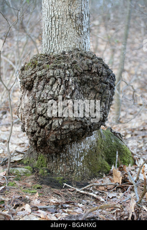 Gall (or burl) on an oak tree trunk, possibly crown gall caused by Agrobacterium tumefaciens. Stock Photo