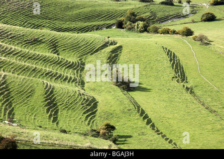 View of terracettes from Westbury White Horse, Wiltshire, England, UK Stock Photo