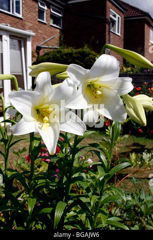 LILIUM WHITE HEAVEN. CLOSE UP Stock Photo