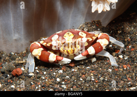 Harlequin Crab, Lissocarcinus laevis, sheltering underneath a sea anemone. Tulamben, Bali, Indonesia. Bali Sea, Indian Ocean Stock Photo