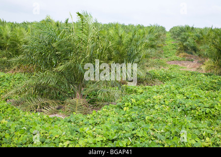 Cover crop of Mucuna bracteata prevents soil erosion, stops weeds, and fixes nitrogen. The Sindora Palm Oil Plantation. Stock Photo