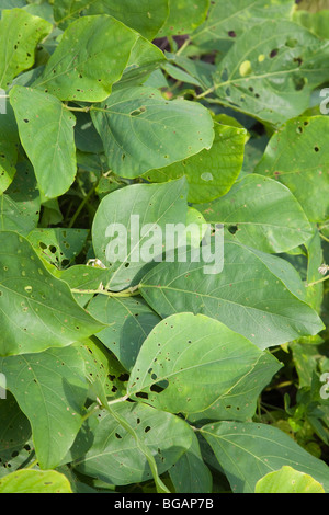 Close up of cover Mucuna bracteata crop, a leguminous plant, prevents soil erosion, stops weeds, and fixes nitrogen Stock Photo