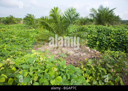 Mucuna bracteata, a leguminous cover plant at The Sindora Palm Oil Plantation. Green certified by RSPO Stock Photo